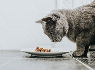 chat ne mange plus